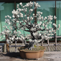Uvod u bonsai – predavanje Adriana Horvata